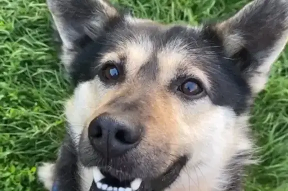 Зникла собака Молочний на вул....