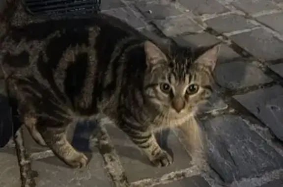 Petite chatte tigrée perdue à Saint-Aubin - photo