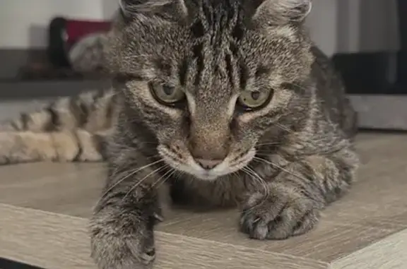 Chat marron perdu, poil long, Cité Kuhlmann - photo