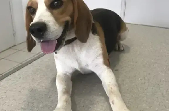 Chien perdu , photo : Beagle tricolore perdu à Parisot