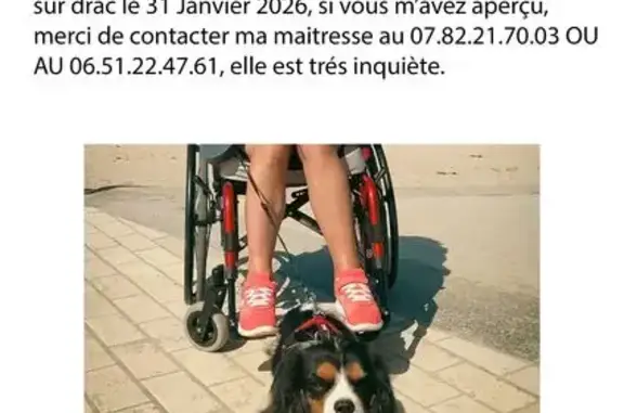 Animaux perdus Champ-sur-Drac, photo: Chien perdu Cavalier King Charles à Champ-sur-Drac