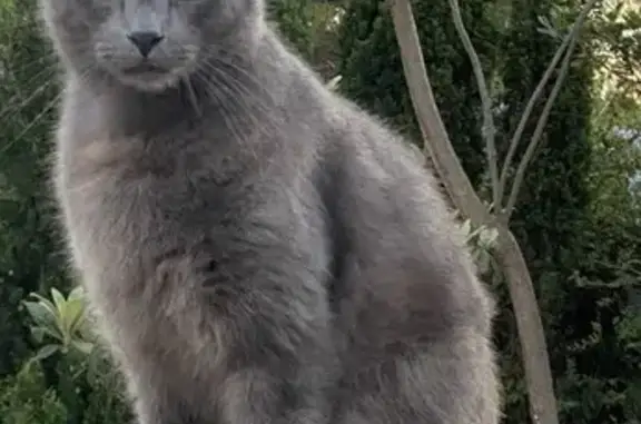 Gatos perdidos, Altea, foto: Gato Ruso Azul Perdido en Altea: Marcel