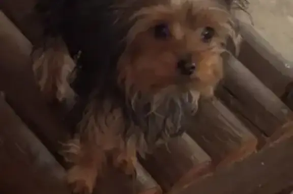 TEX HAS BEEN FOUND AND IS HOME!! Thank you everyone for helping me reunite with my baby! I am forever grateful ️ ️ ️ Tex is a 3 pound male yorkie puppy. He is black and tan. The roots of his hair on the top of his head are starting to lighten to look more tan. He was not wearing his collar, but he is microchipped. He was accidentally let out of our home in Wells NV by one of my kids and now we are trying to find and bring our baby home. $200 reward when found!