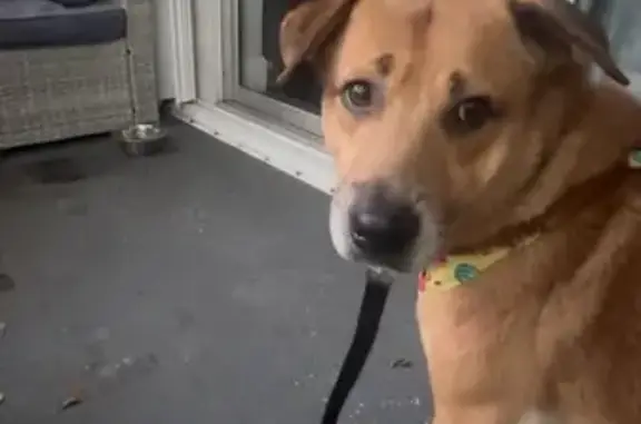 Lost Dog: Shy, Friendly, Blue Harness - photo