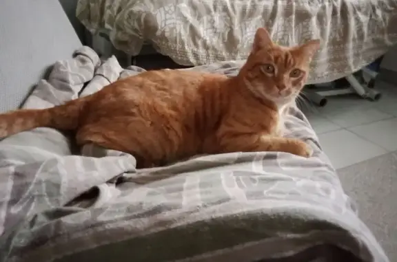 Animaux trouvés , photo: Chat roux trouvé, câlin et castré
