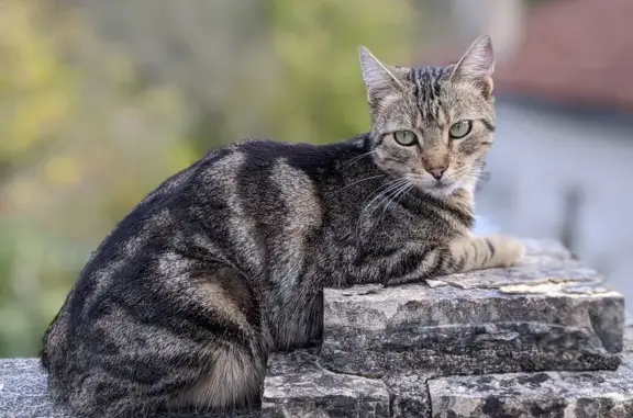 Chatte tigrée perdue à Puy-l'Évêque - photo