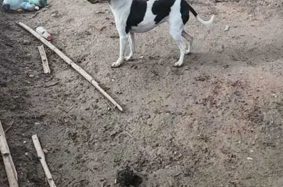 Perros perdidos, Valencia, foto: Perro Perdido: Blanca con Manchas Negras