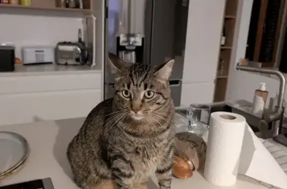 Animaux perdus Argentan, photo: Chat tigré perdu à Argentan : Typhon