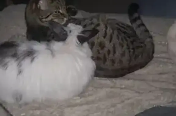Chat tigre perdu, sociable et câlin - photo