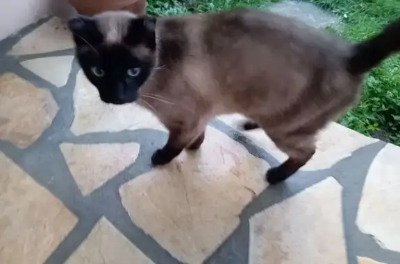 Chat trouvé Le Mans, photo: Chat maigre trouvé Quartier Heuzé, Le Mans