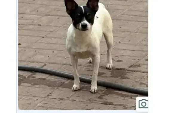 Lost pets , photo: Lost Chihuahua Mix: Beckley Woods, KY