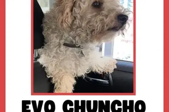 Perros perdidos, , foto: ¡Perro perdido en Chimalhuacán! Collar café