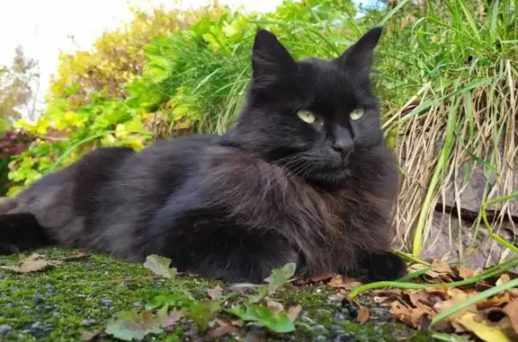 Animaux perdus , photo: Chat noir perdu à Quimperlé, Bretagne