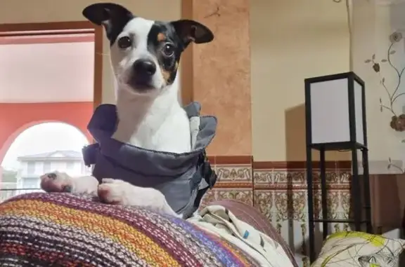 Es un perro flaco que siempre se le marcan las costillas , con manchas negras por el cuerpo , siempre suele llevar la mitad de la oreja izquierda doblada mirando hacia fuera .. La parte izquierda de su cara es negra y marrón... El perro tiene el rabo cortado y está castrado ... El perro es bastante miedoso con los ruidos y la gente desconocida . Se nos escapó el día 2 de febrero de una caseta de campo en Chella situada en la partida de los molinicos .. Mi suegra estaba en una casa que tenemos en chella cuidando de mi hijo y cuando volvió vio que el perro no estaba ... Suponemos que se escapó al escuchar una traca ya que chella esta en fiestas y es bastante miedoso a los ruidos y allí aunque no se escucha tanto algo se escucha .