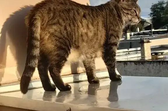Chat tigré perdu à Meyzieu - photo