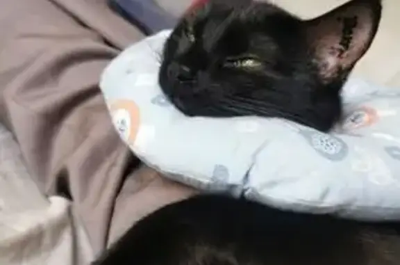 Animaux perdus Saint-Aigulin, photo: Chatte noire perdue, poils mi-longs, tatouée