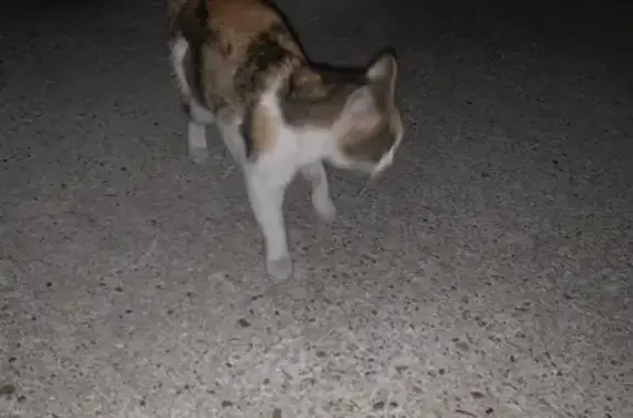 Animaux trouvés Reims, photo: Chat tricolore trouvé sous-sol Reims