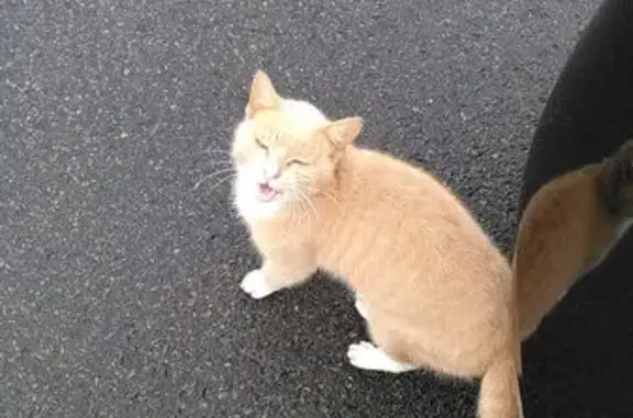 Animaux trouvés Saint-Jean-de-Monts, photo: Chat trouvé non castré, malade, affamé