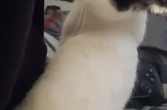 Gata perdida en Centelles: ¡Ay...