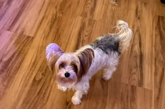 Lost Yorkie: White, Black & Silver Coat - photo
