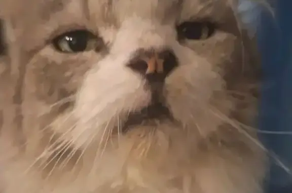 Lost Cat: White & Grey, Yellow Eyes