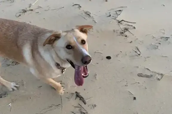 Chien perdu Biscarrosse, photo : Chien beige perdu à Biscarrosse