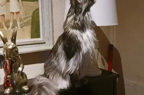 Mainecoon mâle perdu à Barcelonne-du-Gers - photo