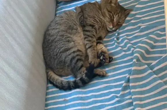 Chat tigré 13 ans perdu à Mandelieu - photo