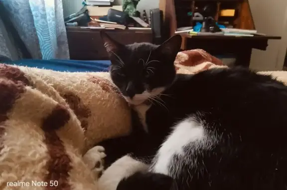 Lost Cat: Black & White, Pink Collar