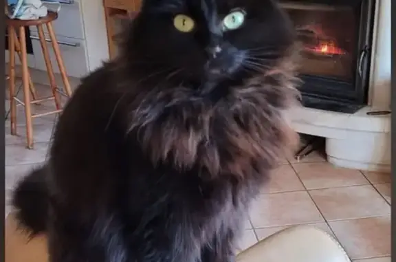 Chatte Naia perdue à Sainghin-en-Weppes - photo