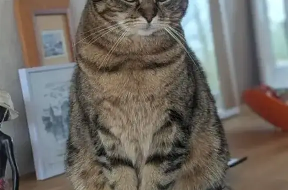 Chatte perdue à Beauvais, Rue de Savignies - photo