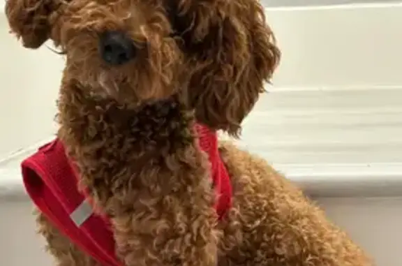 Lost Small Dog: SW 184th St, Miami 11566