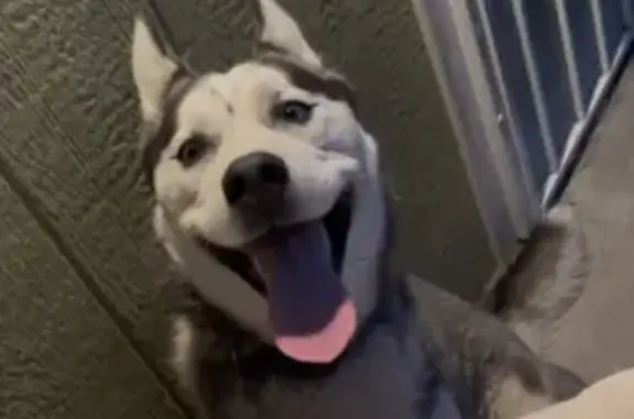 Lost Dog Eve: Black & White, Loves Belly Rubs