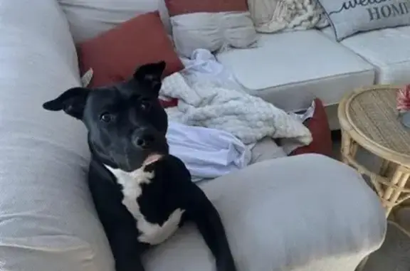 Lost Pocket Pit: Flora, Black & White, 35lbs