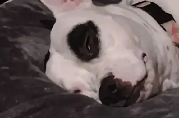 Lost pets Tulsa, photo: Lost Sweet Pit Mix: Pink Collar & Leash