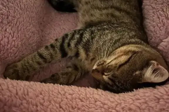 Animaux perdus , photo: Chat sociable Loulou perdu à Lagraulet-du-Gers
