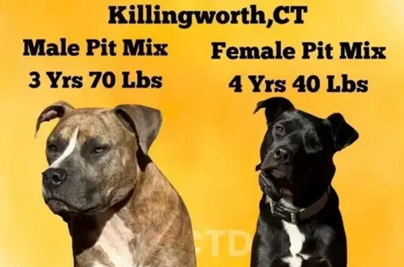Lost: Friendly 4yo Black Pit Mix - photo
