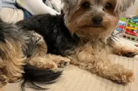Lost Teacup Yorkie in Richmond Hill