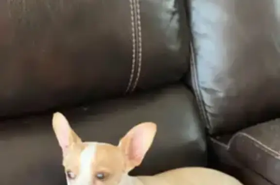 Lost pets Coral Gables, photo: Lost Diabetic Dog: Brown & White, Coral Gables