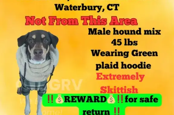 Lost pets Waterbury, photo: Lost Brindle Hound Mix near N. Main St.