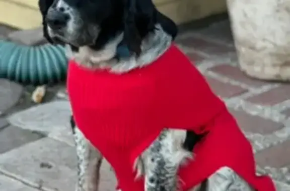 Lost Springer Spaniel: Call (228) 934-9988