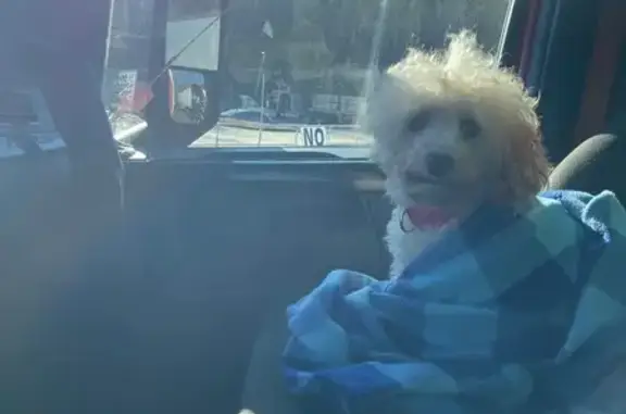 Lost Mini Poodle: White with Orange Tips