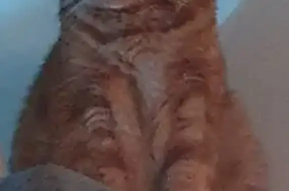 Lost: Orange Cat with Broken Tail