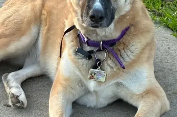 Lost pets Elk Grove, photo: Lost Dog: Timid Tan Pup in Elk Grove