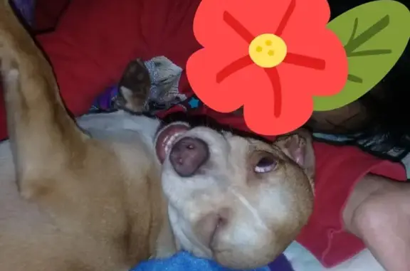 Perro perdido: miel y café claro en CDMX