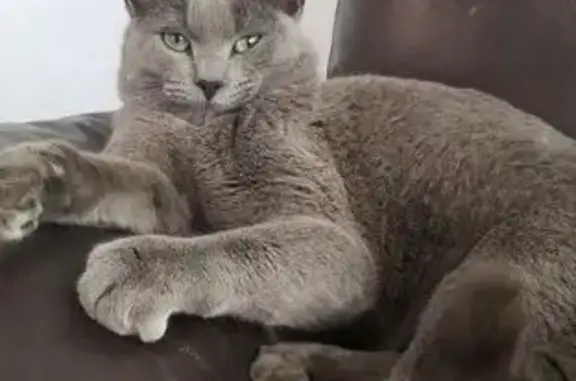 Missing cat Salem, photo: Lost Russian Blue Cat: Ash in Salem