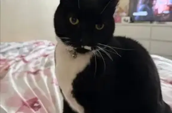 Lost Black Cat: White Moustache & Shoes