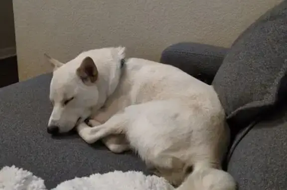 Found pets Georgetown, photo: Found: Young Jindo Mix on Scenic Lake Dr
