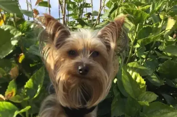 Friendly Lost Dog: Tan & Black in Phoenix