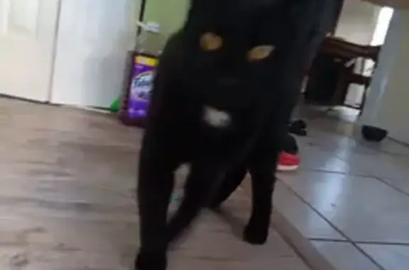 Missing cat Bridgeville, photo: Lost Black Cat Near Almo Alley, Bridgeville